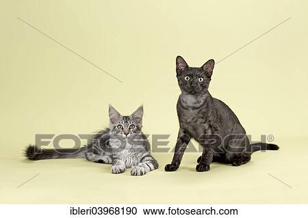 "Maine Coon and Egyptian Mau cats, cat breed" View Large Photo Image Stock Image - "Maine Coon and Egyptian Mau cats, cat breed". Fotosearch