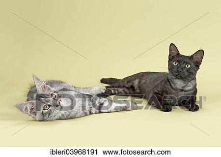 "Maine Coon and Egyptian Mau cats, cat breed" View Large Photo Image Stock Image - "Maine Coon and Egyptian Mau cats, cat breed". Fotosearch