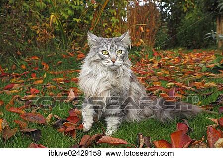 Maine Coon cat lying in a garden in autumn View Large Photo Image Stock Photo - Maine Coon cat lying in a garden in autumn. Fotosearch
