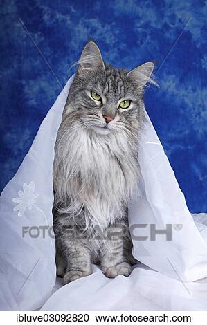 "Maine Coon cat sitting under a veil, Germany, Europe" View Large Photo Image Stock Image - "Maine Coon cat sitting under a veil, Germany, Europe". Fotosearch