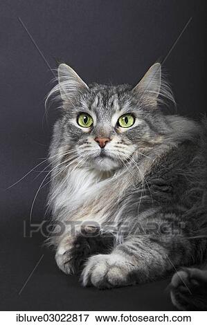 "Maine Coon, Germany, Europe" View Large Photo Image Stock Photo - "Maine Coon, Germany, Europe". Fotosearch