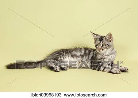 Maine Coon kitten View Large Photo Image Stock Image - Maine Coon kitten. Fotosearch