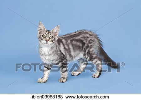 Stock Photo - Maine Coon kitten. Fotosearch