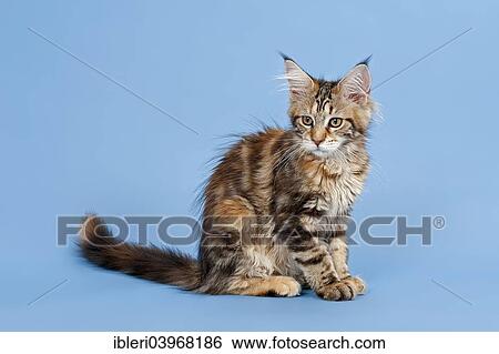 Maine Coon kitten View Large Photo Image Stock Photograph - Maine Coon kitten. Fotosearch