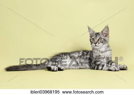 Maine Coon kitten View Large Photo Image Stock Photography - Maine Coon kitten. Fotosearch
