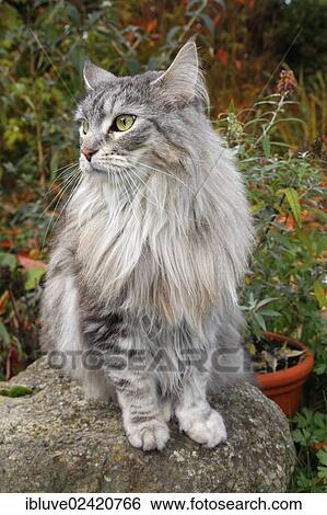 Maine Coon or American Longhair in a garden View Large Photo Image Stock Photograph - Maine Coon or American Longhair in a garden. Fotosearch