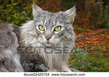 Maine Coon or American Longhair in an autumnal garden View Large Photo Image Picture - Maine Coon or American Longhair in an autumnal garden. Fotosearch