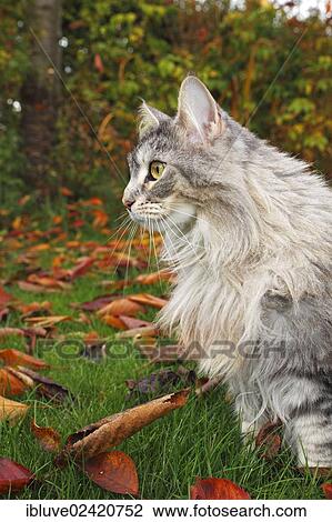 Maine Coon or American Longhair in an autumnal garden View Large Photo Image Stock Image - Maine Coon or American Longhair in an autumnal garden. Fotosearch