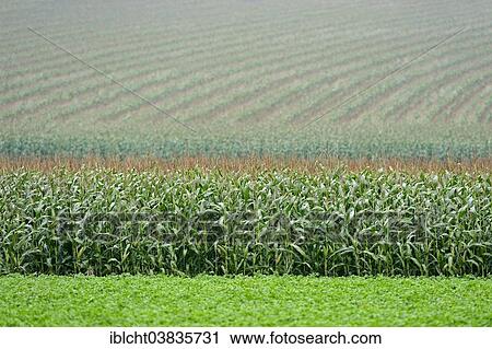 "Maize field, Maize or Corn (Zea mays), North Rhine-Westphalia, Germany, Europe" View Large Photo Image Stock Image - "Maize field, Maize or Corn (Zea mays), North Rhine-Westphalia, Germany, Europe". Fotosearch