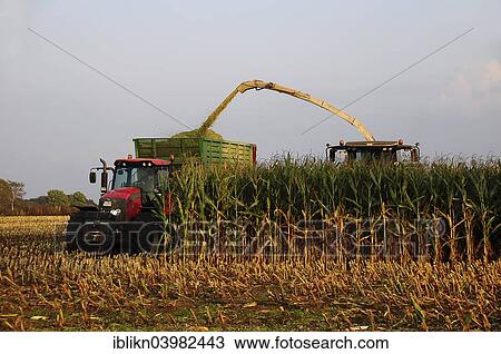 "Maize harvest, combine harvester and shredder on a maize field, Tangstedt, Schleswig-Holstein, Germany, Europe" View Large Photo Image Stock Image - "Maize harvest, combine harvester and shredder on a maize field, Tangstedt, Schleswig-Holstein, Germany, Europe". Fotosearch