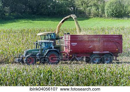 "Maize harvest for a biogas plant, Konigsberg, Lower Franconia, Bavaria, Germany, Europe" View Large Photo Image Stock Photo - "Maize harvest for a biogas plant, Konigsberg, Lower Franconia, Bavaria, Germany, Europe". Fotosearch