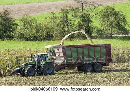 "Maize harvest for a biogas plant, Konigsberg, Lower Franconia, Bavaria, Germany, Europe" View Large Photo Image Stock Photo - "Maize harvest for a biogas plant, Konigsberg, Lower Franconia, Bavaria, Germany, Europe". Fotosearch