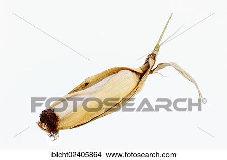 "Maize (Zea mays), corn on the cob" View Large Photo Image Picture - "Maize (Zea mays), corn on the cob". Fotosearch