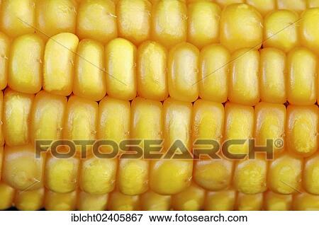 "Maize (Zea mays), corn on the cob, corn kernels" View Large Photo Image Stock Photo - "Maize (Zea mays), corn on the cob, corn kernels". Fotosearch