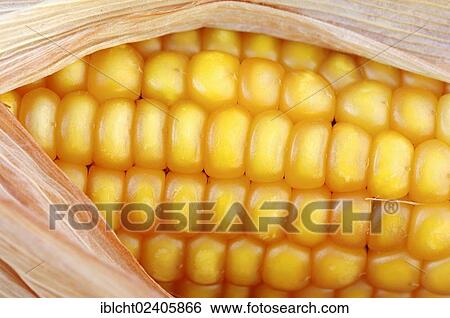 Stock Photograph - "Maize (Zea mays), corn on the cob, corn kernels". Fotosearch