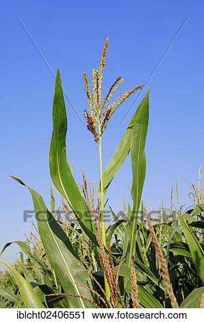 "Maize (Zea mays), flowering, North Rhine-Westphalia, Germany, Europe" View Large Photo Image Stock Image - "Maize (Zea mays), flowering, North Rhine-Westphalia, Germany, Europe". Fotosearch