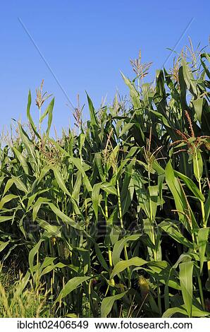 "Maize (Zea mays), flowering, North Rhine-Westphalia, Germany, Europe" View Large Photo Image Stock Photo - "Maize (Zea mays), flowering, North Rhine-Westphalia, Germany, Europe". Fotosearch