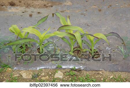"Maize (Zea mays) forage crop, young plants growing under plastic, Lincolnshire, England, United Kingdom, Europe" View Large Photo Image Stock Photograph - "Maize (Zea mays) forage crop, young plants growing under plastic, Lincolnshire, England, United Kingdom, Europe". Fotosearch