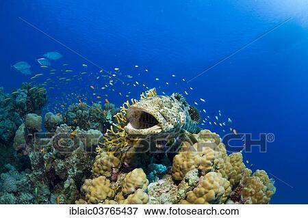 "Malabar Grouper (Epinephelus malabaricus), Red Sea, Marsa Alam, Egypt, Africa" View Large Photo Image Stock Photo - "Malabar Grouper (Epinephelus malabaricus), Red Sea, Marsa Alam, Egypt, Africa". Fotosearch