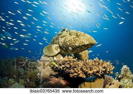 "Malabar Grouper (Epinephelus malabaricus), Red Sea, Marsa Alam, Egypt, Africa" View Large Photo Image Stock Photography - "Malabar Grouper (Epinephelus malabaricus), Red Sea, Marsa Alam, Egypt, Africa". Fotosearch