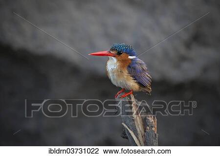 "Malachite Kingfisher (Alcedo cristata) on a branch as a vantage point, North-West District, Botswana, Africa" View Large Photo Image Stock Image - "Malachite Kingfisher (Alcedo cristata) on a branch as a vantage point, North-West District, Botswana, Africa". Fotosearch