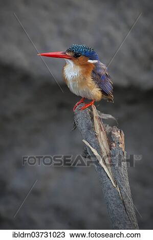 "Malachite Kingfisher (Alcedo cristata) on a branch as a vantage point, North-West District, Botswana, Africa" View Large Photo Image Stock Image - "Malachite Kingfisher (Alcedo cristata) on a branch as a vantage point, North-West District, Botswana, Africa". Fotosearch
