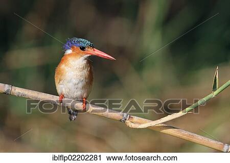 "Malachite Kingfisher (Alcedo cristata), adult, perched on reed stem, Okavango Delta, Botswana, Africa" View Large Photo Image Stock Image - "Malachite Kingfisher (Alcedo cristata), adult, perched on reed stem, Okavango Delta, Botswana, Africa". Fotosearch