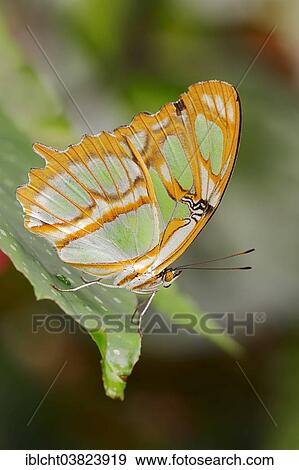 "Malachite (Siproeta stelenes), native to South America, captive" View Large Photo Image Stock Photo - "Malachite (Siproeta stelenes), native to South America, captive". Fotosearch