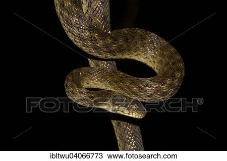 "Malagasy cat-eyed snake (Madagascarophis colubrinus), Nosy Mangabe, Madagascar, Africa" View Large Photo Image Stock Image - "Malagasy cat-eyed snake (Madagascarophis colubrinus), Nosy Mangabe, Madagascar, Africa". Fotosearch