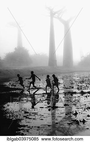 Stock Photography - "Malagasy children running in a pond in front of Baobab trees (Adansonia grandidieri) on a foggy morning, Morondava, Toliara province, Madagascar, Africa". Fotosearch
