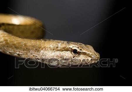 "Malagasy colubrid (Mimophis mahfalensis), dry forest of Ankarafantsika, Western Madagascar, Madagascar, Africa" View Large Photo Image Picture - "Malagasy colubrid (Mimophis mahfalensis), dry forest of Ankarafantsika, Western Madagascar, Madagascar, Africa". Fotosearch