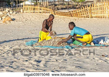 "Malagasy fishermen collecting dried fish on the beach, Morondava, Toliara province, Madagascar, Africa" View Large Photo Image Stock Photograph - "Malagasy fishermen collecting dried fish on the beach, Morondava, Toliara province, Madagascar, Africa". Fotosearch