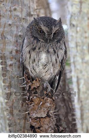 "Malagasy Scops-owl (Otus rutilus), adult, perched in forest, Berenty Reserve, Madagascar, Africa" View Large Photo Image Stock Image - "Malagasy Scops-owl (Otus rutilus), adult, perched in forest, Berenty Reserve, Madagascar, Africa". Fotosearch
