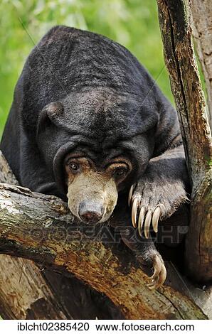 "Malayan Sun Bear (Helarctos malayanus, Ursus malayanus), native to Southeast Asia, in captivity, Germany, Europe" View Large Photo Image Stock Image - "Malayan Sun Bear (Helarctos malayanus, Ursus malayanus), native to Southeast Asia, in captivity, Germany, Europe". Fotosearch