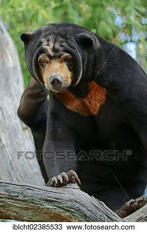 Stock Image - "Malayan Sun Bear (Ursus malayanus, Helarctos malayanus), native to Southeast Asia, in captivity, Netherlands, Europe". Fotosearch