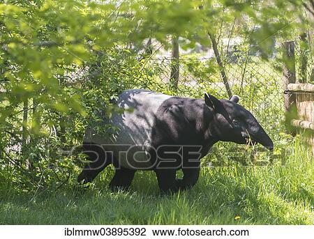 Stock Image - "Malayan Tapir (Tapirus indicus), Prague Zoo, Prague, Czech Republic, Europe". Fotosearch