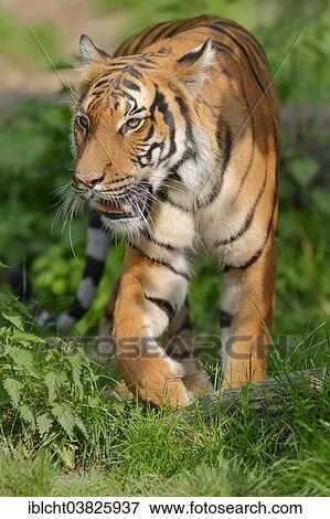 Stock Photo - "Malayan Tiger (Panthera tigris jacksoni), native to the Malay Peninsula, captive, Germany, Europe". Fotosearch