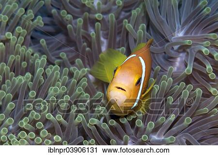 "Maldive Anemonefish or Blackfinned Anemonefish (Amphiprion nigripes) in a Magnificent Sea Anemone (Heteractis magnifica), Lhaviyani Atoll, Indian Ocean, Maldives, Asia" View Large Photo Image Stock Image - "Maldive Anemonefish or Blackfinned Anemonefish (Amphiprion nigripes) in a Magnificent Sea Anemone (Heteractis magnifica), Lhaviyani Atoll, Indian Ocean, Maldives, Asia". Fotosearch