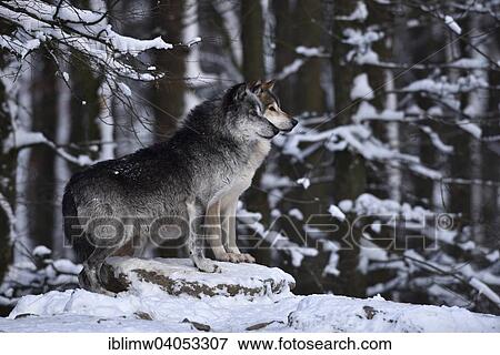 "Male and female leader of the pack, alpha wolf, Northwestern wolf (Canis lupus occidentalis) in the snow, look out, captive, Baden-Wurttemberg, Germany, Europe" View Large Photo Image Stock Photo - "Male and female leader of the pack, alpha wolf, Northwestern wolf (Canis lupus occidentalis) in the snow, look out, captive, Baden-Wurttemberg, Germany, Europe". Fotosearch