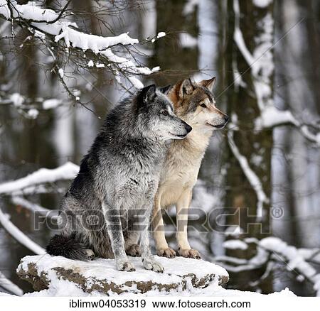 "Male and female leaders of the pack, alpha wolf, Northwestern wolf (Canis lupus occidentalis) in the snow, look out, captive, Baden-Wurttemberg, Germany, Europe" View Large Photo Image Stock Photo - "Male and female leaders of the pack, alpha wolf, Northwestern wolf (Canis lupus occidentalis) in the snow, look out, captive, Baden-Wurttemberg, Germany, Europe". Fotosearch