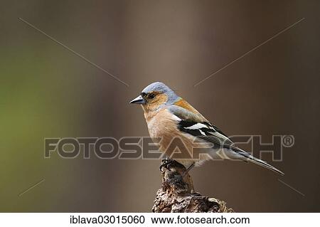 Stock Image - "Male Chaffinch (Fringilla coelebs) perched on the top of a tree stump, Aigas Field Centre, Aigas, Inverness-Shire, United Kingdom, Europe". Fotosearch