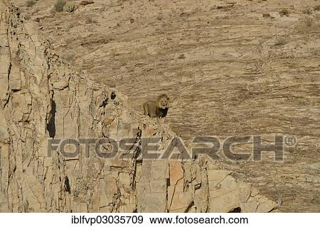 "Male Desert Lion (Panthera leo) named """"Rosh"""" on a rock in the dry river bed of the Obias River, Kaokoland, Kunene, Namibia, Africa" View Large Photo Image Stock Photo - "Male Desert Lion (Panthera leo) named """"Rosh"""" on a rock in the dry river bed of the Obias River, Kaokoland, Kunene, Namibia, Africa". Fotosearch