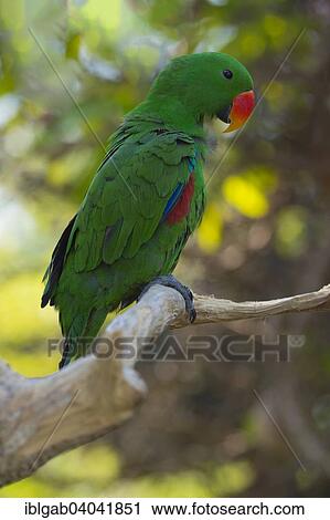 "Male Eclectus Parrot (Eclectus roratus), Bali Bird Park, Bali, Indonesia, Asia" View Large Photo Image Stock Image - "Male Eclectus Parrot (Eclectus roratus), Bali Bird Park, Bali, Indonesia, Asia". Fotosearch