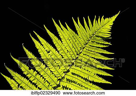 "Male Fern (Dryopteris filix-mas), close-up of backlit frond, Brede High Woods, West Sussex, England, United Kingdom, Europe" View Large Photo Image Stock Image - "Male Fern (Dryopteris filix-mas), close-up of backlit frond, Brede High Woods, West Sussex, England, United Kingdom, Europe". Fotosearch