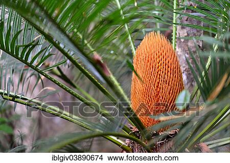 Picture - "Male inflorescence, King Sago Palm (Cycas), Wilpattu National Park, North Western Province, Sri Lanka, Asia". Fotosearch
