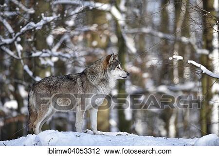 "Male leader of the pack, alpha wolf, Northwestern wolf (Canis lupus occidentalis) in the snow, lookout, captive, Baden-Wurttemberg, Germany, Europe" View Large Photo Image Stock Image - "Male leader of the pack, alpha wolf, Northwestern wolf (Canis lupus occidentalis) in the snow, lookout, captive, Baden-Wurttemberg, Germany, Europe". Fotosearch