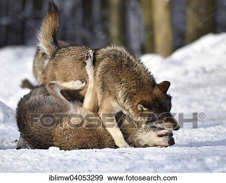 "Male leader of the pack, alpha wolf, rebuke, hierarchy, domination, Northwestern wolf (Canis lupus occidentalis) in the snow, captive, Baden-Wurttemberg, Germany, Europe" View Large Photo Image Stock Photo - "Male leader of the pack, alpha wolf, rebuke, hierarchy, domination, Northwestern wolf (Canis lupus occidentalis) in the snow, captive, Baden-Wurttemberg, Germany, Europe". Fotosearch