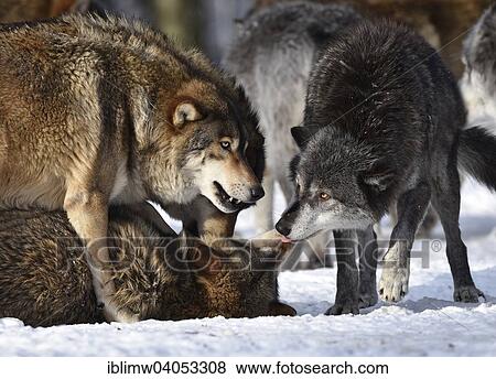 "Male leader of the pack, alpha wolf, rebuke of a young animal, hierarchy, domination, boot-licking, Northwestern wolf (Canis lupus occidentalis) in the snow, captive, Baden-Wurttemberg, Germany, Europe" View Large Photo Image Stock Photo - "Male leader of the pack, alpha wolf, rebuke of a young animal, hierarchy, domination, boot-licking, Northwestern wolf (Canis lupus occidentalis) in the snow, captive, Baden-Wurttemberg, Germany, Europe". Fotosearch