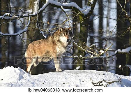 "Male leader of the pack, alpha wolf, Northwestern wolf (Canis lupus occidentalis) in the snow, lookout, captive, Baden-Wurttemberg, Germany, Europe" View Large Photo Image Stock Photo - "Male leader of the pack, alpha wolf, Northwestern wolf (Canis lupus occidentalis) in the snow, lookout, captive, Baden-Wurttemberg, Germany, Europe". Fotosearch