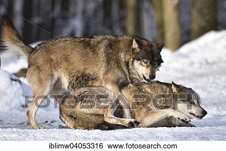 "Male leader of the pack, alpha wolf, rebuke, hierarchy, domination, Northwestern wolf (Canis lupus occidentalis) in the snow, captive, Baden-Wurttemberg, Germany, Europe" View Large Photo Image Stock Photograph - "Male leader of the pack, alpha wolf, rebuke, hierarchy, domination, Northwestern wolf (Canis lupus occidentalis) in the snow, captive, Baden-Wurttemberg, Germany, Europe". Fotosearch